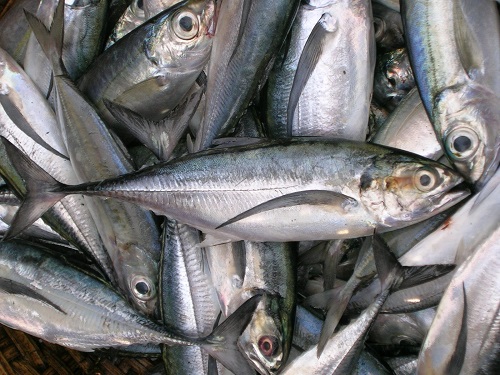 راه‌های تشخیص ماهی تازه از فاسد